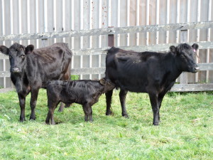 Hilda, Trudy & Ted Dexter