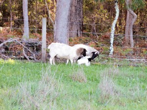 Mums checking newborn lambs