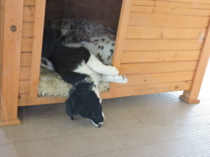 Asleep in one of the kennels