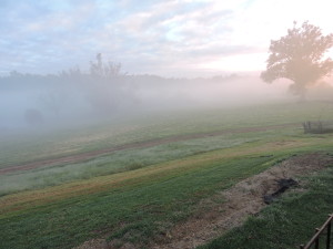 Misty spring morning