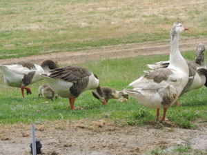 The growing goslings