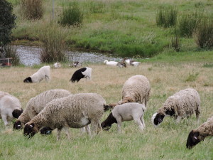 Ewes with fast growing lambs