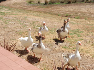 Henry & his hareem