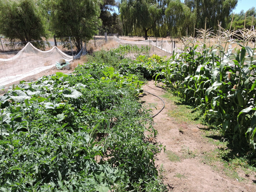 "Airstrip" vegie garden in early summer