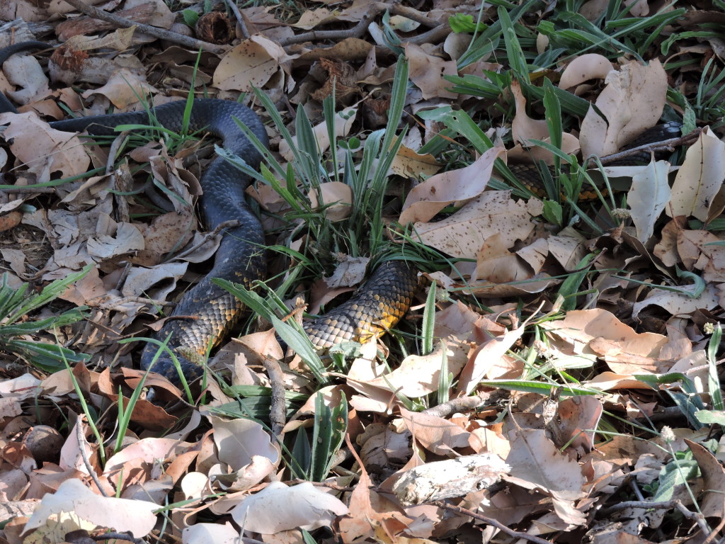 An unwelcome visitor that Shadow alerted us to, a 4' tiger snake