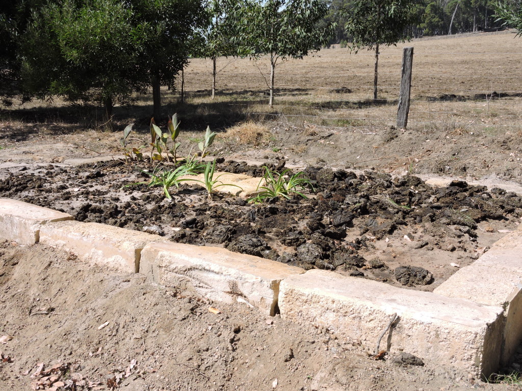 the new garden bed